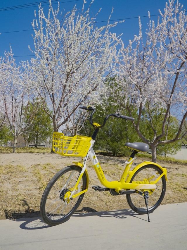 “上海的共享单车(图3)